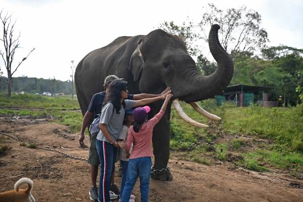 Dubare Elephant Camp