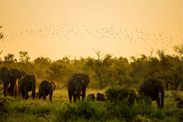 Dubare Elephant Camp