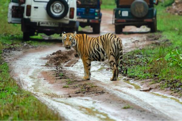 Mudumalai Jungle Safar