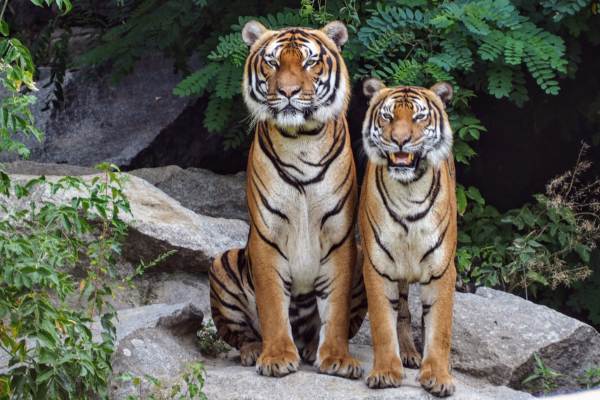 Mudumalai National Park: