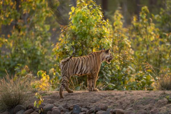 Nagarhole Tiger Safari: