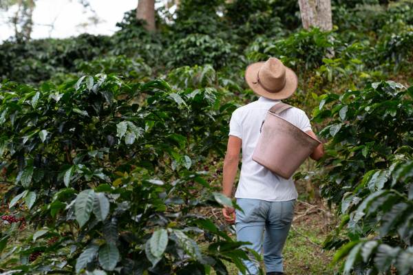 Coffee Plantation Walk