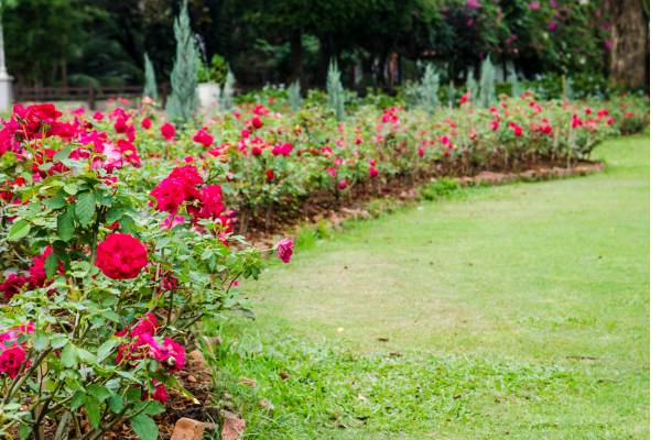 Rose Garden